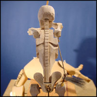 skeleton from the rear